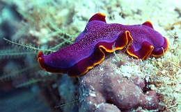 Sipadan_2015_Ver plat rouille_Pseudobiceros ferrugineus_IMG_2774_rc